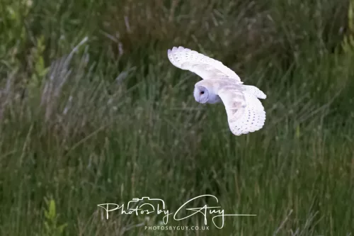 05 June 2025 - Near to Seascale, West Cumbria - Barn Owls