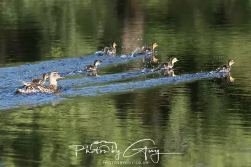 13 July 2025 : Parkside, Cleator Moor, Cumbria - Mallards with young