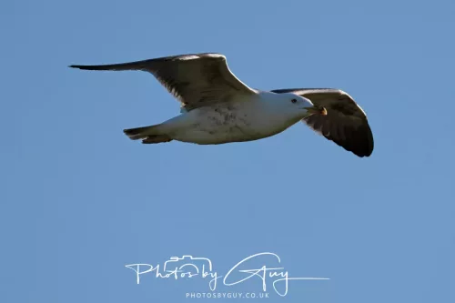 2 May 2025 - Beckermet, West Cumbria - Lesser Blackback