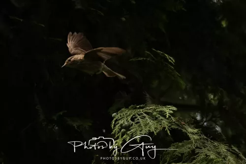 13 June 2025 : Wallsend House park, Northumberland