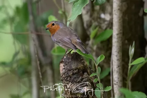 13 June 2025 : Wallsend House park, Northumberland - Robin