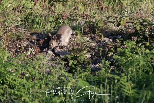 13 July 2025 : Parkside, Cleator Moor, Cumbria - Wild Rabbit