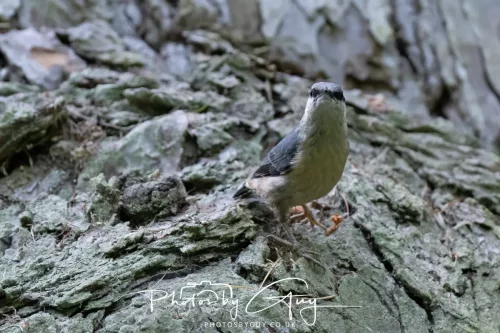 13 June 2025 : Wallsend House park, Northumberland - Nuthatch