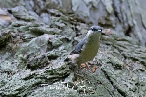 13 June 2025 : Wallsend House park, Northumberland - Nuthatch