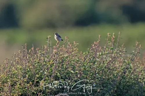 13 July 2025 : Parkside, Cleator Moor, Cumbria - Meadow Pipit
