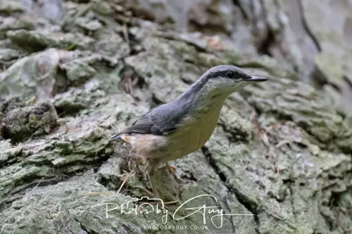 13 June 2025 : Wallsend House park, Northumberland - Nuthatch