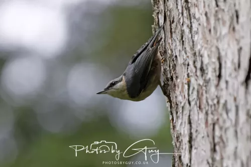 13 June 2025 : Wallsend House park, Northumberland - Nuthatch