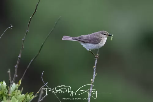 05 June 2025 - Near to Seascale, West Cumbria - Common Whitethroat