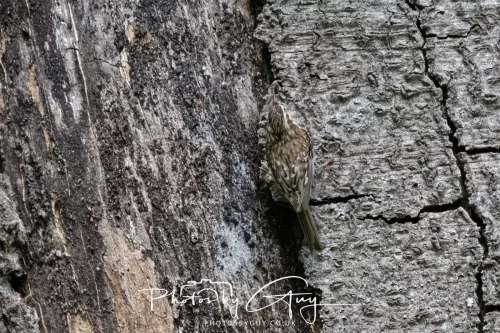 13 June 2025 : Wallsend House park, Northumberland - Tree Creeper
