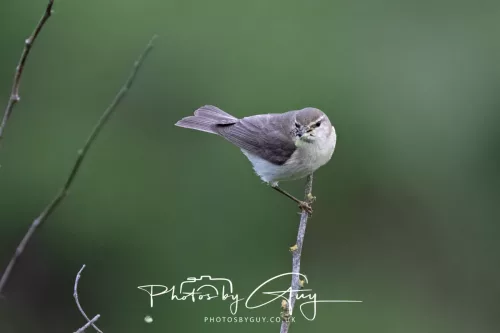 05 June 2025 - Near to Seascale, West Cumbria - Chiffchaff