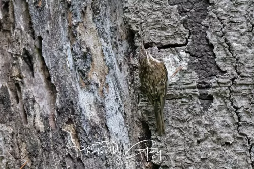 13 June 2025 : Wallsend House park, Northumberland - Tree Creeper
