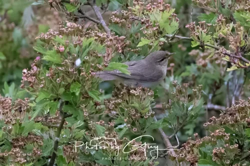 05 June 2025 - Near to Seascale, West Cumbria - Common Whitethroat