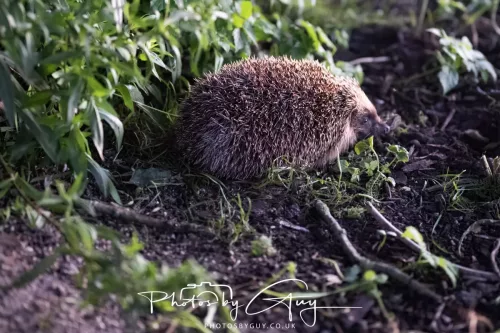 13 July 2025 : Parkside, Cleator Moor, Cumbria - Hedgehog