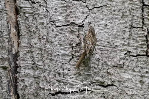 13 June 2025 : Wallsend House park, Northumberland - Tree Creeper