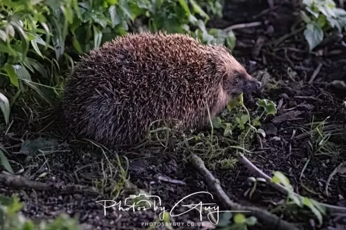 13 July 2025 : Parkside, Cleator Moor, Cumbria - Hedgehog