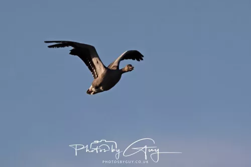 2 May 2025 - Beckermet, West Cumbria - Greylag