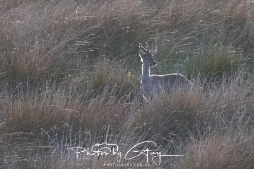 2 May 2025 - Beckermet, West Cumbria - Roe Deer