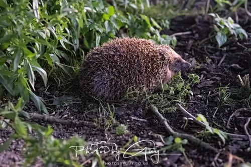 13 July 2025 : Parkside, Cleator Moor, Cumbria - Hedgehog