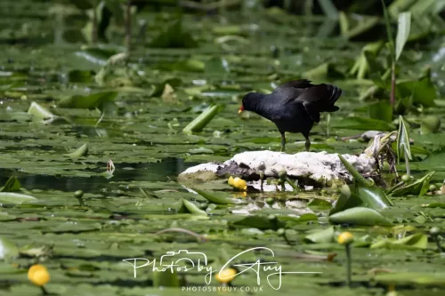 13 June 2025 : Wallsend House park, Northumberland- Moorhen