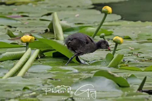 13 June 2025 : Wallsend House park, Northumberland - Moorhen