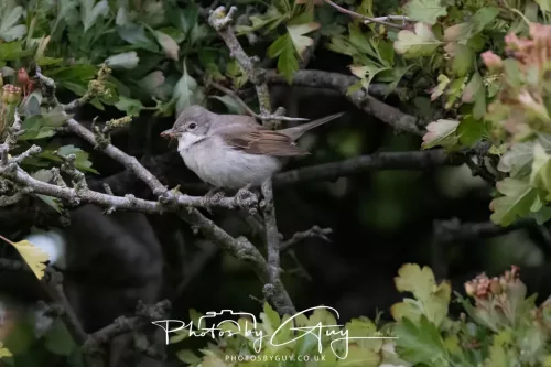 05 June 2025 - Near to Seascale, West Cumbria - Common Whitethroat