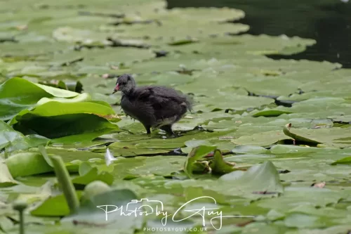 13 June 2025 : Wallsend House park, Northumberland - Moorhen