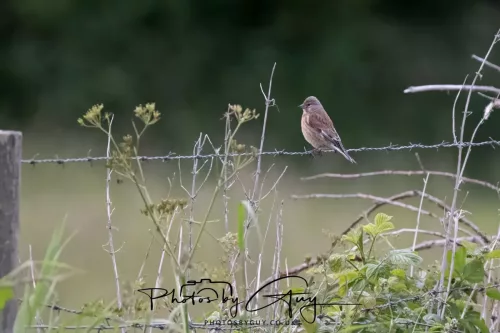 05 June 2025 - Near to Seascale, West Cumbria - Linnet