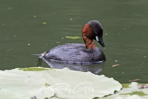 13 June 2025 : Wallsend House park, Northumberland -Little Grebe