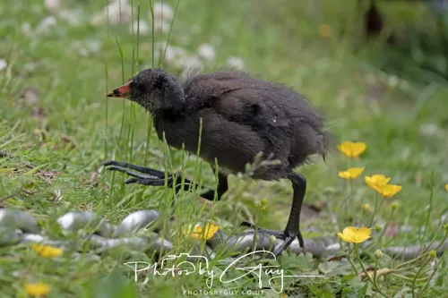 13 June 2025 : Wallsend House park, Northumberland -Moorhen