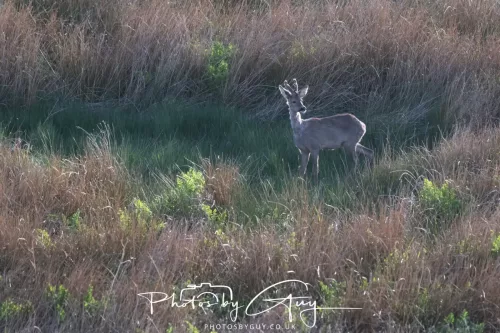 2 May 2025 - Beckermet, West Cumbria - Roe Deer