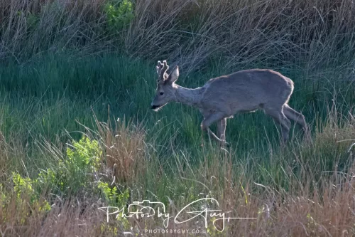 2 May 2025 - Beckermet, West Cumbria - Roe Deer