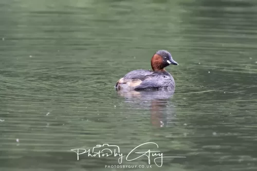 13 June 2025 : Wallsend House park, Northumberland -Little Grebe