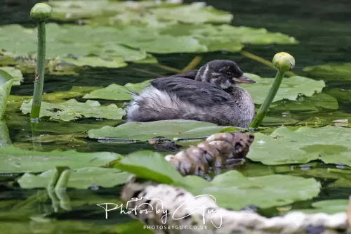 13 June 2025 : Wallsend House park, Northumberland -Little Grebe