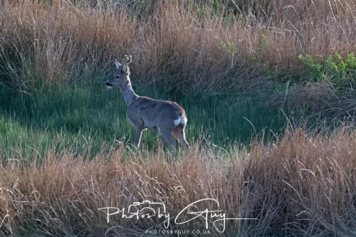 2 May 2025 - Beckermet, West Cumbria - Roe Deer