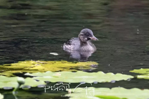 13 June 2025 : Wallsend House park, Northumberland -Little Grebe