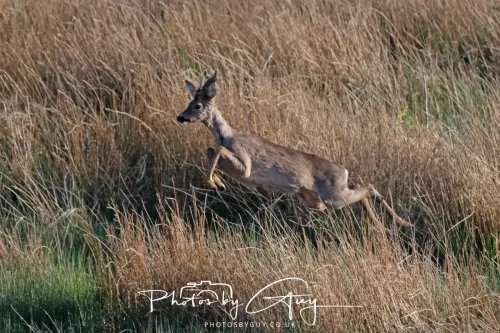 2 May 2025 - Beckermet, West Cumbria - Roe Deer