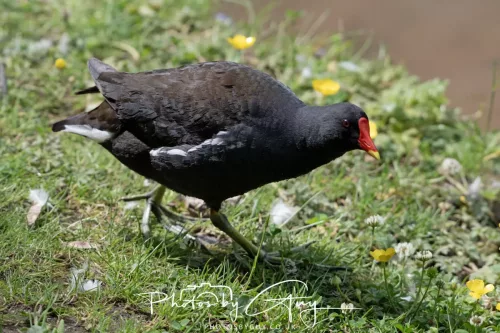 13 June 2025 : Wallsend House park, Northumberland -Moorhen
