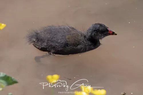 13 June 2025 : Wallsend House park, Northumberland -Moorhen