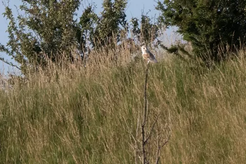 14 July 2025 : Close to Cleator Moor, Cumbria - Barn Owl (male)