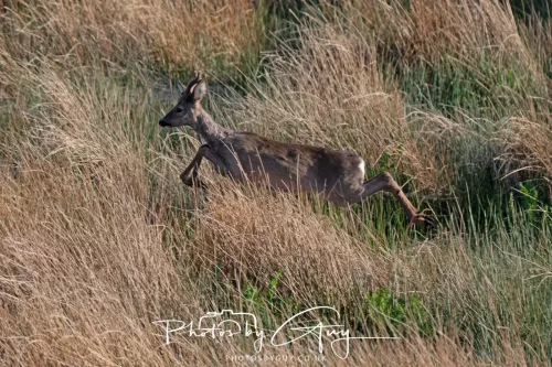 2 May 2025 - Beckermet, West Cumbria - Roe Deer