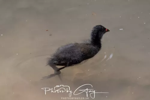 13 June 2025 : Wallsend House park, Northumberland -Moorhen