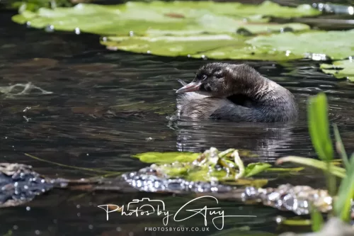 13 June 2025 : Wallsend House park, Northumberland -Little Grebe