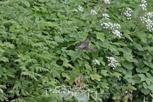 13 June 2025 : Wallsend House park, Northumberland -Blackcap
