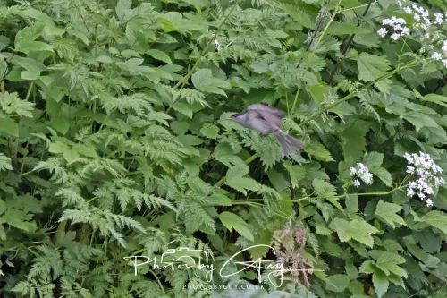 13 June 2025 : Wallsend House park, Northumberland -Blackcap