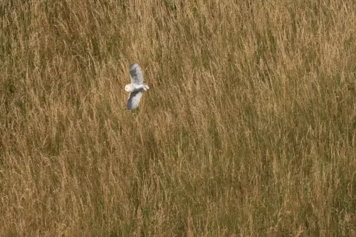 14 July 2025 : Close to Cleator Moor, Cumbria - Barn Owl (male)