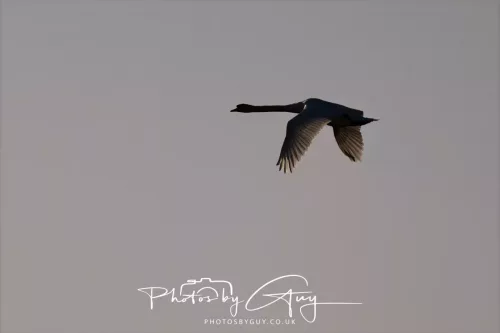 2 May 2025 - Beckermet, West Cumbria - Mute Swan