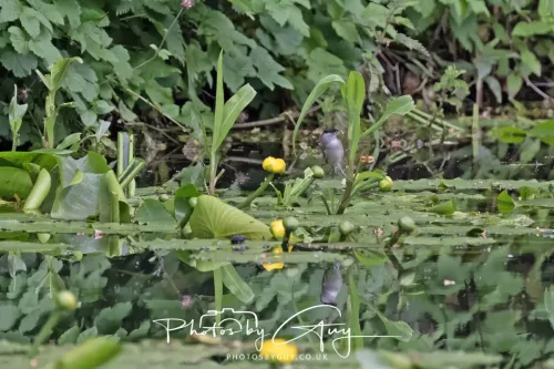 13 June 2025 : Wallsend House park, Northumberland -Blackcap