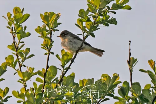 2 May 2025 - Beckermet, West Cumbria - Willow Warbler
