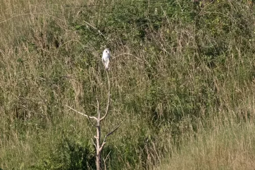 14 July 2025 : Close to Cleator Moor, Cumbria - Barn Owl (male)