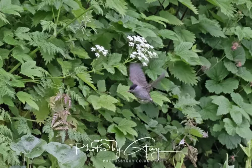 13 June 2025 : Wallsend House park, Northumberland -Blackcap